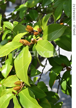 川口散歩：青木氷川神社　招神霊の木　川口市青木 106964242