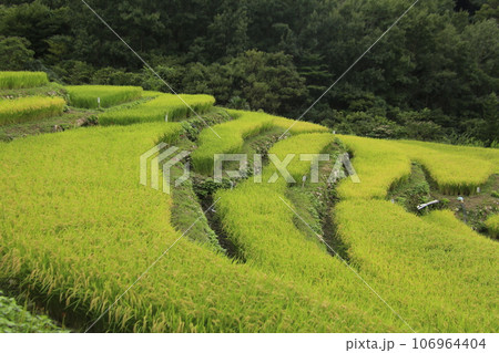 石部の綺麗な棚田の風景 106964404