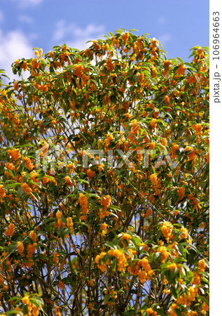 オレンジ色に色付いた、大きなキンモクセイの木 106964663
