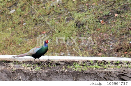 日本の国鳥　きれいなキジ　春の田んぼ 106964757