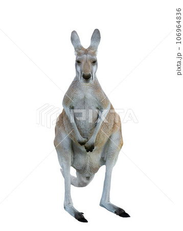 red kangaroo isolated on white background 106964836