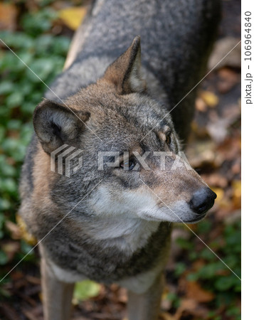 portrait of a wolf on a blurred background portrait of a wolf on a blurred background 106964840