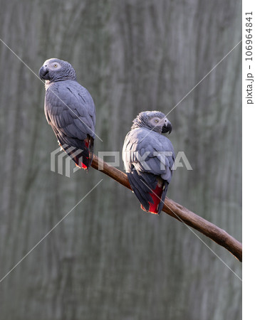 gray parrot Jaco on a gray background 106964841