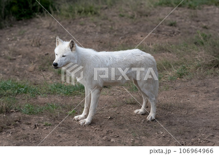 skinny heat-worn polar wolf in summer 106964966