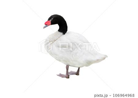 black necked swan isolated on white background black necked swan isolated on white background 106964968