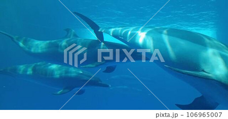 イルカの群れがやって来た 106965007