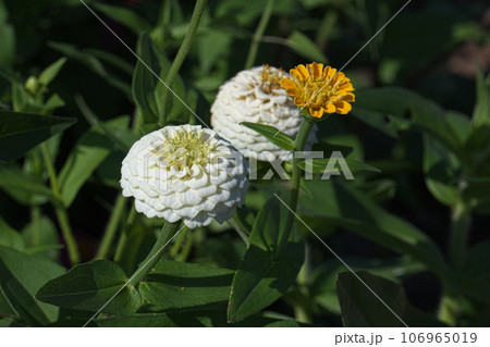 赤いヒャクニチソウの花 赤いヒャクニチソウの花 106965019