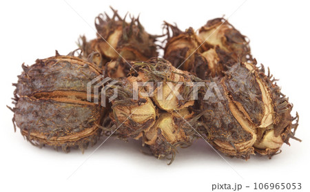Castor beans 106965053