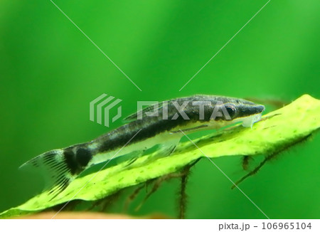 Otocinclus in planted aquarium Otocinclus in planted aquarium 106965104
