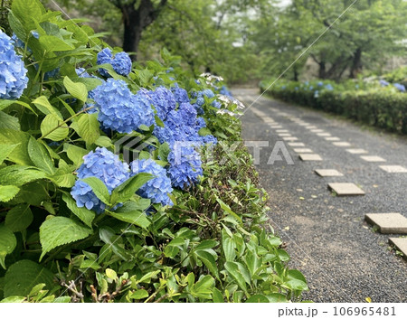 津山城のあじさい 津山城のあじさい 106965481