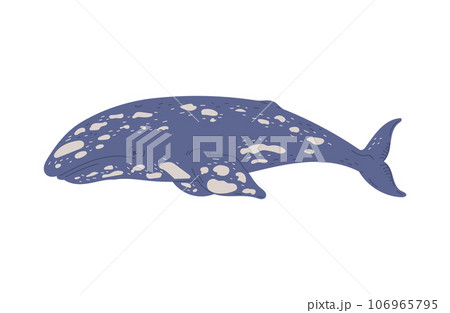 Baleen or blue whale flat vector illustration isolated on white background. 106965795