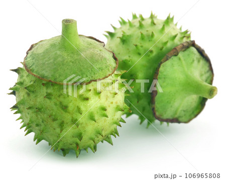 Medicinal Datura fruits Medicinal Datura fruits 106965808