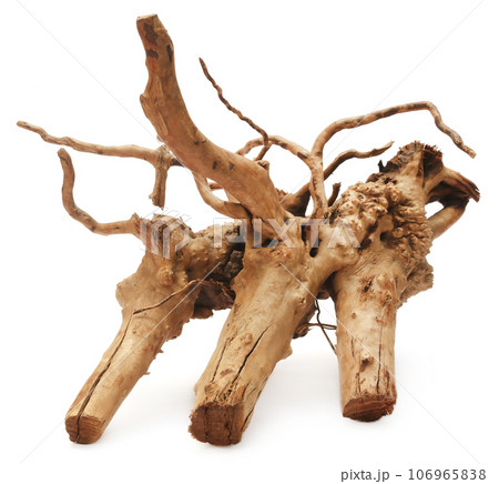 Root of a plant 106965838