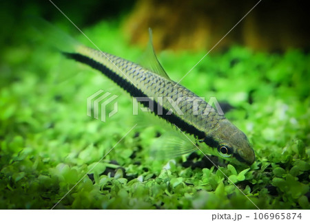 Siamese algae eater 106965874