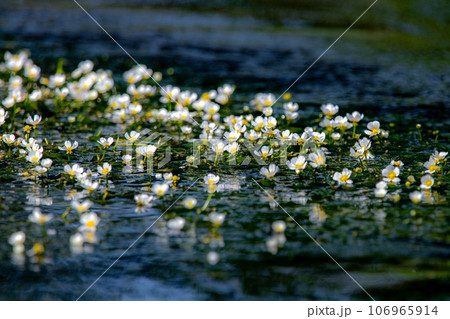 梅花藻咲く湧水の小川 106965914
