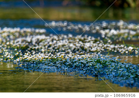 水面に咲く梅花藻 106965916