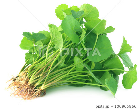 Medicinal thankuni leaves 106965966