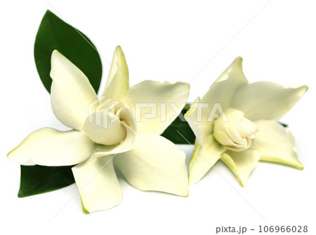 Gardenia or Gondhoraj flower Gardenia or Gondhoraj flower 106966028