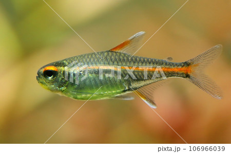Glowlight tetra in aquaruim 106966039