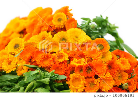 Large bunch of calendula Large bunch of calendula 106966193