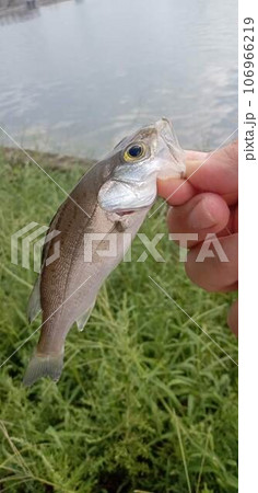 都市河川を上っていたシーバスの幼魚 都市河川を上っていたシーバスの幼魚 106966219