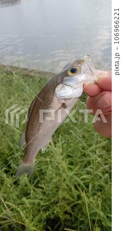 シーバスの幼魚を釣った場面 106966221