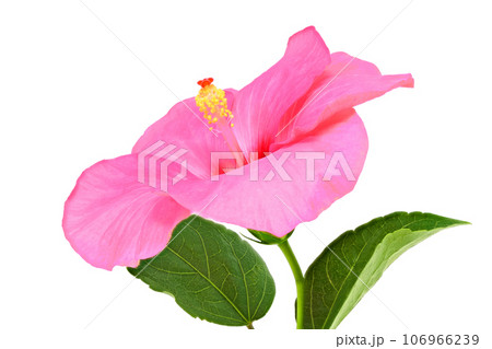 【ハイビスカス】(深度合成) 106966239