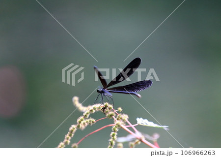 はぐろとんぼ 106966263