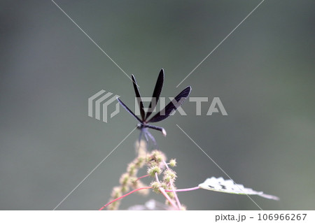 はぐろとんぼ 106966267