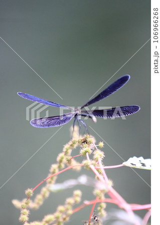 はぐろとんぼ はぐろとんぼ 106966268