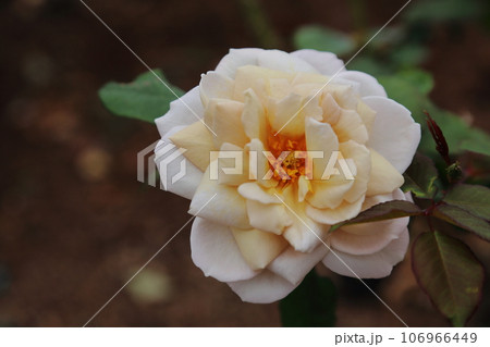 荒尾市 おもやい市民花壇 バラの花、 荒尾市 おもやい市民花壇 バラの花、 106966449