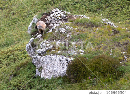 The Alpine Marmot (Marmota marmota) in the Dolomites, Italy, Europe 106966504