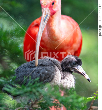 Scarlet Ibis with young in nest 106966516