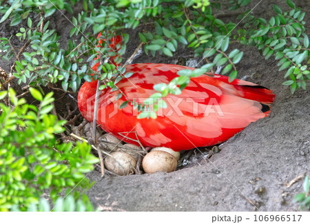 Scarlet Ibis with young in nest 106966517