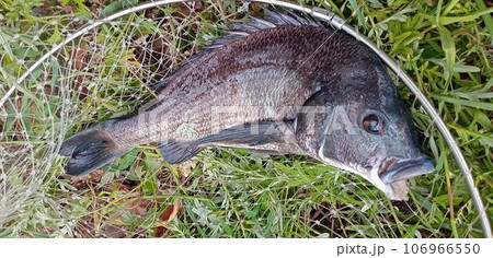 玉網とチヌ 106966550