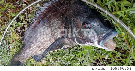 網に入ったクロダイの顔 106966552