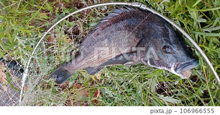 網に入った夏のクロダイ 網に入った夏のクロダイ 106966555