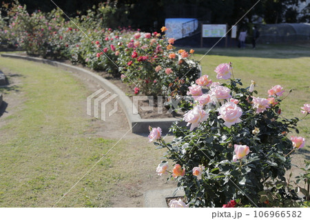 荒尾市　おもやい市民花壇　バラの花、 106966582