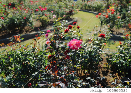 荒尾市 おもやい市民花壇 バラの花、 荒尾市 おもやい市民花壇 バラの花、 106966583