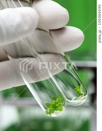 Tissue cultured plant Tissue cultured plant 106966690