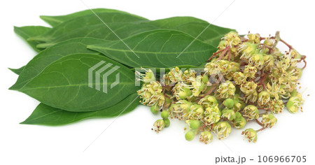 Ayurvedic henna flower with leaves 106966705