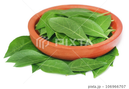 Ayurvedic henna leaves 106966707