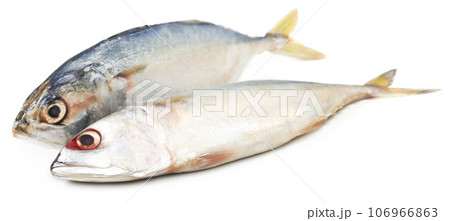 Tuna fish Tuna fish 106966863