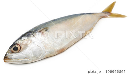 Tuna fish Tuna fish 106966865