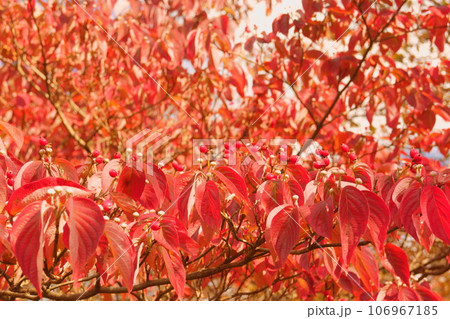 ハナミズキ 赤い実と紅葉 ハナミズキ 赤い実と紅葉 106967185