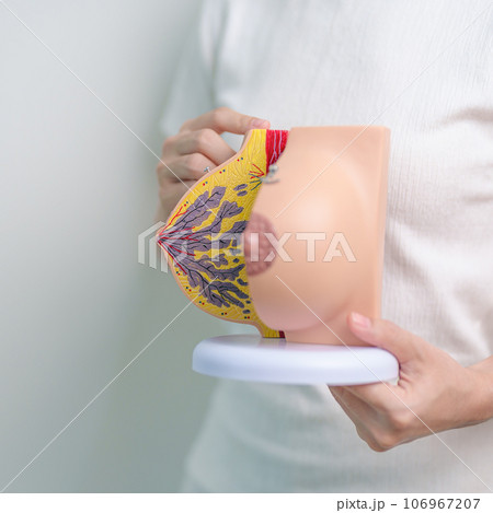 Woman holding Breast Anatomy model. Breast Augmentation Surgery, October Breast Cancer Awareness month, Pregnant, Diagnosis, Beauty woman enlargement and medical concept Woman holding Breast Anatomy model. Breast Augmentation Surgery, October Breast Cancer Awareness month, Pregnant, Diagnosis, Beauty woman enlargement and medical concept 106967207