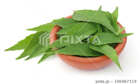Curry Leaves 106967319