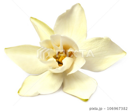 Gardenia or Gondhoraj flower 106967382