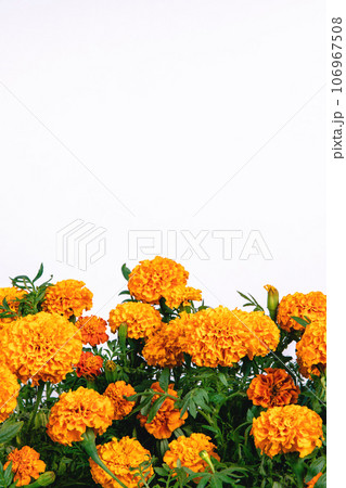 orange marigold flowers border isolated on white background orange marigold flowers border isolated on white background 106967508