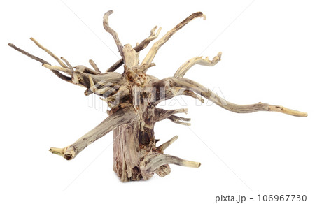 Bogwood 106967730